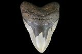 Megalodon Tooth - Largest Tooth We've Had! #75496-1
